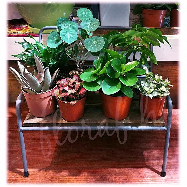 小植物小盆栽多肉植物盆栽創意十足小長櫈