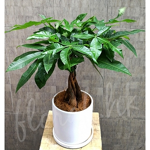 盆栽送禮 送禮盆栽 送盆栽 盆栽送禮香港