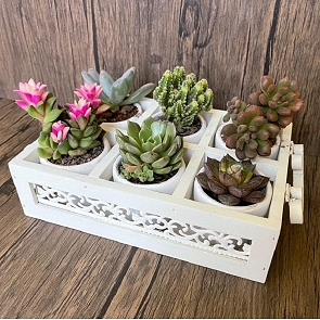 PP56 多肉植物及仙人掌盆栽