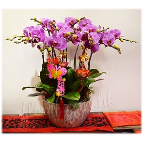 COR14-10N   賀年蘭花 - "大豹斑"蝴蝶蘭 COR14-10N   賀年蘭花 - "大豹斑"蝴蝶蘭