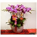 CNY Flowers - Phalaenopsis Orchid