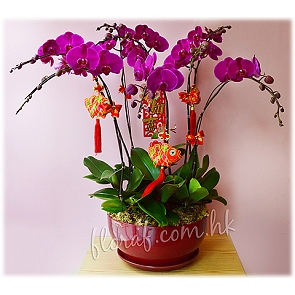 COR13   農曆新年送禮  大辣椒 紅花蝴蝶蘭花  COR13   農曆新年送禮  大辣椒 紅花蝴蝶蘭花