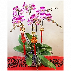 COR1 蝶中之王 蝴蝶蘭 + 景德鎮青花瓷花盆   COR1 蝶中之王 蝴蝶蘭 + 景德鎮青花瓷花盆