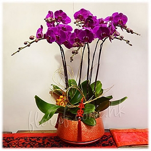 COR11     6菖大辣椒 大花蝴蝶   $998 COR11     6菖大辣椒 大花蝴蝶   $998