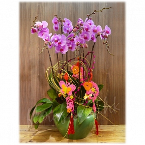 COR10  粉花蝴蝶蘭 + 景德鎮綠色花盆   COR10  粉花蝴蝶蘭 + 景德鎮綠色花盆