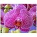 賀年蘭花年花 - 大豹斑蝴蝶蘭蘭花 