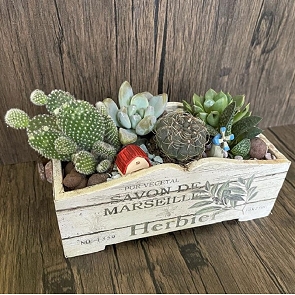 PP55 多肉植物及仙人掌盆栽