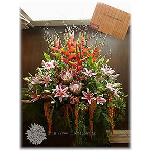 OP31  皇帝 + 台灣腎藥蘭 恭賀花籃 OP31  皇帝 + 台灣腎藥蘭 恭賀花籃