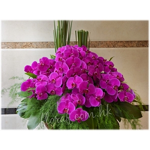 OP43  切枝蝴蝶蘭 開張花籃 (Sold out)