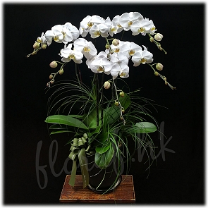 OR8 送禮蝴蝶蘭 - 白色花蝴蝶蘭盆花   OR8 送禮蝴蝶蘭 - 白色花蝴蝶蘭盆花