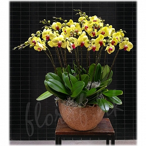 OR9 台灣孖枝黃色中花蝴蝶蘭 送蘭花香港蘭花店 OR9 台灣孖枝黃色中花蝴蝶蘭 送蘭花香港蘭花店