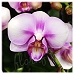 Taiwan Double Butterfly Orchids Plant Mini Flowers  