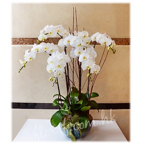 OR28   臺灣白色花蝴蝶蘭 送禮香港 OR28   臺灣白色花蝴蝶蘭 送禮香港