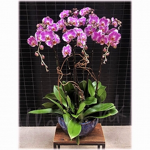 OR14  台灣蘭花展上榮獲全場總冠軍蝴蝶蘭- 藏寶圖蘭花 OR14  台灣蘭花展上榮獲全場總冠軍蝴蝶蘭- 藏寶圖蘭花