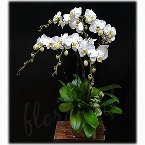 OR26     送禮蘭花 - 蝴蝶蘭花玻璃盆花 OR26     送禮蘭花 - 蝴蝶蘭花玻璃盆花
